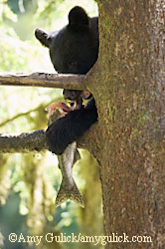 Bears often drag salmon into the woods and eat only parts of the fish, making the rest available to other animals and to plants, which benefit significantly from the nutrients. Amy Gulick photo.