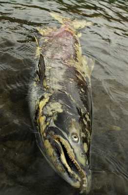 (Roger Phillips) A dead fish to some, a dream to others. This wild chinook completed the life cycle. It was born in an Idaho river, went to the ocean, and returned as an adult to spawn and then die.