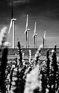 Rows of windmills rise above wheat fields in Eastern Oregon. Renewable energy gains in popularity every year.