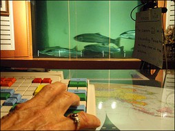 Counting fish at the Bonneville Dam fish ladder