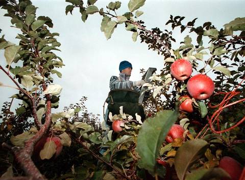 Fuji apples are harvested at Broetje Orchards by an army of workers. The trees get water pumped from the Snake River reservoir above Ice Harbor Dam in eastern Washington. Darin Oswald Statesman file