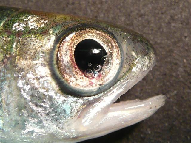 The steep drop in pressure that fish experience as they pass through dam turbines on their way to the sea cause bubbles to develop within the eye, among other traumatic injuries. (PNNL photo)