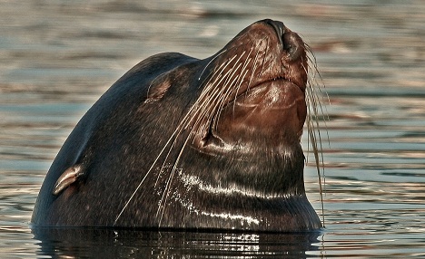 (Mike Baird) California Sea Lion