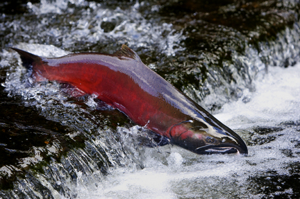 (Thomas Boyd) Redden has twice before rejected federal blueprints for Columbia Basin salmon