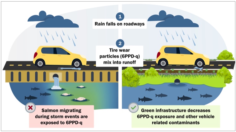 6PPD-q can end up in freshwater or marine environments harming wildlife. Green infrastructure can help remove toxic chemicals like 6PPD-q from stormwater. (Washington Department of Ecology)