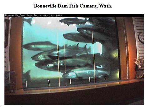 A one-day record 67,024 fall chinook went up the Bonneville Dam fish ladder and past the viewing window on Sept. 7, 2014.