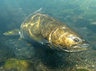 Oregon Spring Chinook (Courtesy: Oregon Fish and Wildlife)