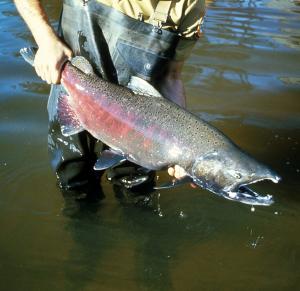 A Chinook salmon. (U.S. Geological Survey)