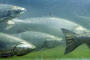 Chinook Salmon may be viewed at a federal dam fish counting window