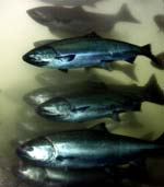 (AP Photo) Chinook salmon pass the viewing window at Bonneville Dam
