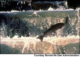Adult salmon climbs a fish ladder to bypass the Bonneville Dam.