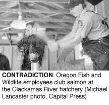 Contradiction: Oregon Fish and Wildlife employees club salmon at the Clackamas River Hatchery (Michael Lancaster, Capital Press)
