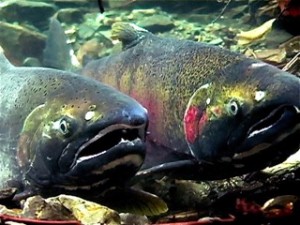 Adult Coho journey up the Columbia, none have ventured up the Snake since the 1980s. The fish were declared extinct from the Snake River Basin in 1984, but in recent years the Nez Perce Tribe has worked to restore coho to the river.