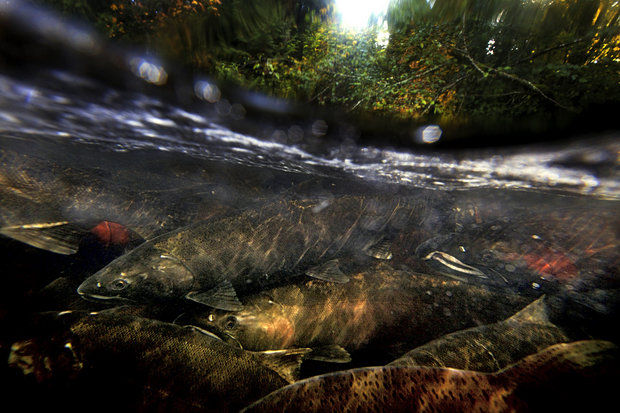 Climate change threatens Oregon's coho salmon. (Thomas Boyd photo)