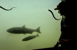 A salmon and steelhead swim upstream through Bonneville Dam's fish ladder, past writhing lamprey clinging to the viewing glass. (The Columbian)