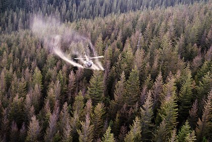 Even low levels of three commonly-used pesticides can cause abnormal development of salmon. (William M. Ciesla/USDA Forest Service)