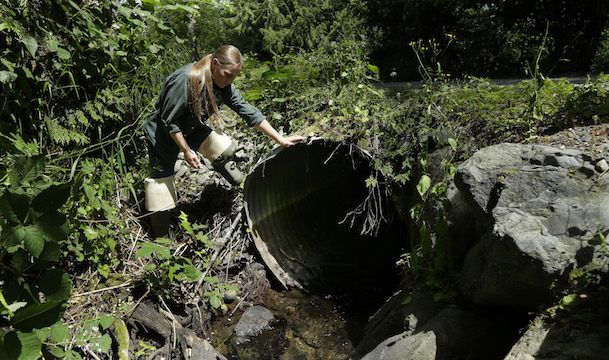 Melissa Erkel, a fish passage biologist with the Washington Dept. of Fish and Wildlife, looks at a culvert along the north fork of Newaukum Creek near Enumclaw. The culvert was slated to be replaced by a private landowner with a wider bridge designed to let fish pass naturally along the creek more easily. (AP Photo/Ted S. Warren) 