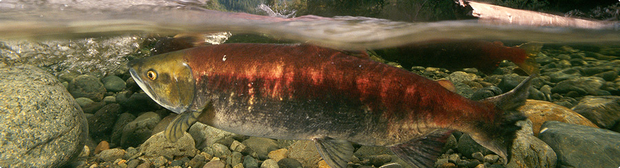 (PAUL NICKLEN photo) Sunset at Gunsight Butte. Glen Caockeye salmon swim nutrients from the sea upstream to the mountains beyond where over 137 species are known to benefit from this annual pulse of salmon life. Clayoquot Sound, British Columbia, Canada.
