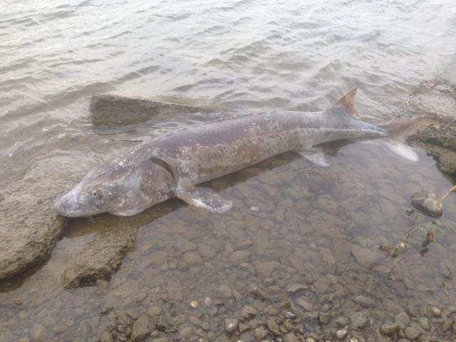 Large sturgeon are dying in the Columbia River in mid-July, 2015. Some combination of factors related to warmer-than-normal water temperatures and extremely low flows for July are likely the causes, experts say. (Karla Bahena)