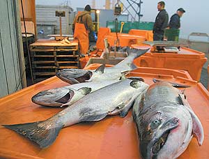 Chinook salmon cleaned and weighed await packing in ice on top of a tote at Hallmark Fisheries in Port Orford at the end of November. The Elk River fishery, one of the last state fisheries, closed this month. The federal fishing seasons have been closed since the end of October. Though the Elk River fishery has been slow and the federal season was disrupted during the summer, Oregon fishermen had one of the best seasons on record in terms of overall value thanks to higher prices.