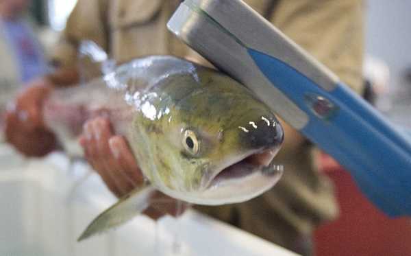 (Katherine Jones) Sockeye returning to Redfish are weighed, tagged and dna samples taken at the Eagle Fish Hatchery.