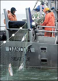 The crew of the fishing vessel Dakota pull in their drift nets loaded with red salmon at Bristol Bay off Naknek, Alaska. Scientists say findings based on sediment core samples pulled from the bottom of an Alaska lake show salmon population swings coincided with climate changes.