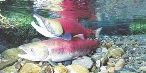 There was no funding for the Pacific Coastal Salmon Recovery Fund for the fiscal year 2010.