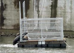 (JANET L. MATHEWS) A sea lion enters a trap before the gate is shut. Washington and Oregon fish and wildlife officials, and crane operators with the U.S. Army Corps of Engineers were among the 20 to 25 people trapping California sea lions at Bonneville Dam on Thursday.