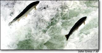 (John Gress) Hatchery-raised steelhead, a relative of salmon, make their way up Fall Creek near Alsea, Oregon
