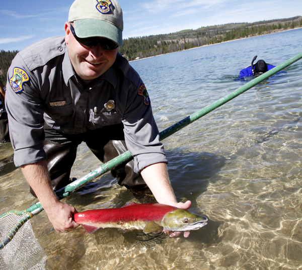 An U.S. Department of Fish and Game officer releases a sockeye salmon into Redfish Lake last autumn as part of a recovery program to help boost salmon stocks in the Pacific Northwest. A federal judge is in the midst of ruling on whether the government's recovery plan for salmon and steelhead is adequate.