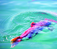 (David N. Seelig) The future of sockeye salmon, like this one released into Redfish Lake last week, could be impacted by the Obama administration's recently released plan for salmon and steelhead recovery in the Pacific Northwest. More than 700 returned from the Pacific Ocean to the Stanley area this summer, but conservationists say the increasing numbers of spawning fish are still far from actual recovery.