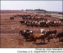 Cattle Feedlot