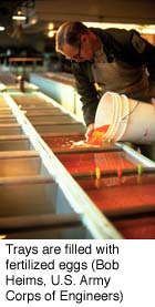 Trays are filled with fertilized eggs (Bob Helms, U.S. Army Corps of Engineers)