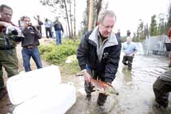 (David N. Seelig) U.S. Sen. Mike Crapo, R-Idaho, releases a spawning sockeye salmon into Redfish Lake Creek, Idaho