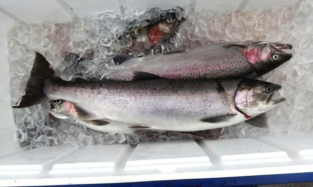 A coho salmon sits on ice over a catch of steelhead from Idaho's Clearwater River. (Rick Itami)