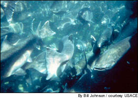 Researchers ruled out radiation as a cause of the apparent sex reversal. They suggest environmental contaminants that mimic hormones or water temperature changes could be the culprits.