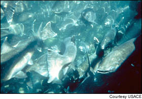 Concerned about reduced flow rates in the Columbia River, environmentalists want to put a moratorium on further withdrawals to protect salmon populations.