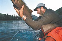 (Rich Landers) Fishing guide Jeff Jarrett, shown here landing a springer on the Clearwater River, was among the small businesses that reaped a fish-related economic boost of about $46 million this year. 