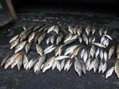 (Oregon State Police photo) 88 Northern Pikeminnow and one catfish that were stored in a wire underwater trap