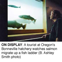 On Display: A tourist at Oregon's hatchery watches salmon migrate up a fish ladder (B. Ashley Smith)