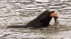 (Don Ryan)A California sea lion eats a salmon near Bonneville Dam in this photo taken last Thursday.