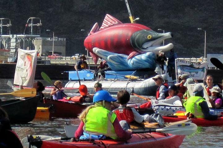 More than 160 boats and 300 advocates staged a peaceful protest between Wawawai Landing and Lower Granite Dam on Oct. 3, 2015, calling for breaching the lower four Snake River dams primarily for the benefit of endangered salmon and steelhead fisheries. (Photo by Bart Rayniak)
