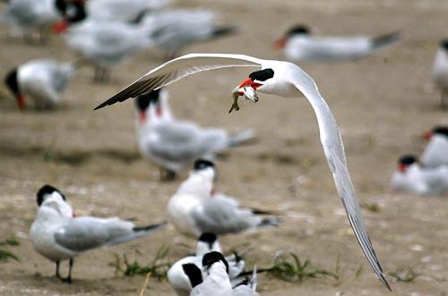 (Steve Ringman photo) With a baby salmon in its mouth, a Caspian tern flies over the colony on the east end of East Sand Island near the mouth of the Columbia River.