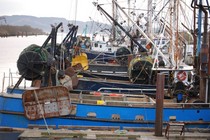 Gill nets take far more salmon from the Columbia River than the sea lions take (Sea Lion Defense Brigade photo)