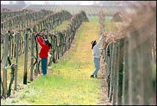 (Phil H. Webber) Rosario Torres and Leticia Cornejo tie grape vines on Dick Boushey's farm in Grandview. Lost water could mean losing the vines in a drought, farmers fear.