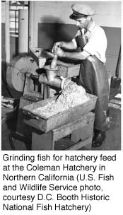 Grinding fish for hatchery feed at the Coleman Hatchery in Northern California (U.S. Fish and Wildlife Service, courtesy D.C. Booth Historic National Fish Hatchery)