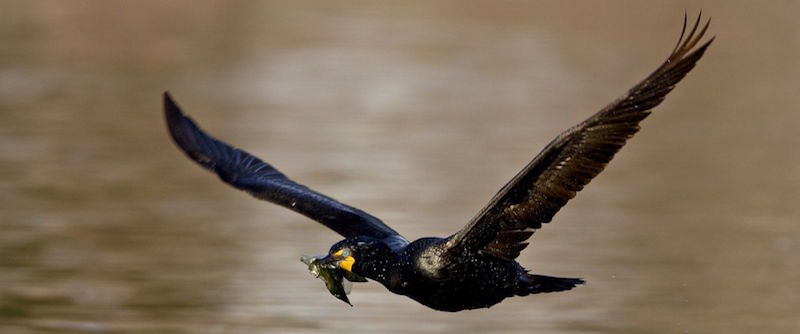 A Double-Crested Cormorant in flight with nesting material in Denver, Colorado, appears in this undated photo.