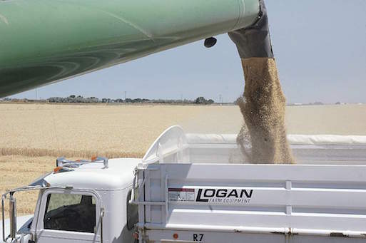 A grain truck is loaded with wheat early in the harvest near American Falls, Idaho, on July 27, 2016.  The head of the Idaho Wheat Commission believes this year's average yield is a record but low falling number and prices have impacted the overall return to farmers.