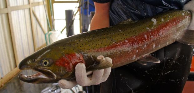 A worker shows off a steelhead captured in a trap at Hells Canyon Dam and transported by truck tanker to Idaho Power's Oxbow Hatchery.