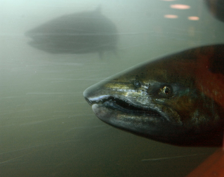 (AP photo) Adult chinook salmon swim past Bonneville Dam. New tracking of young salmon downstream surprised scientists.